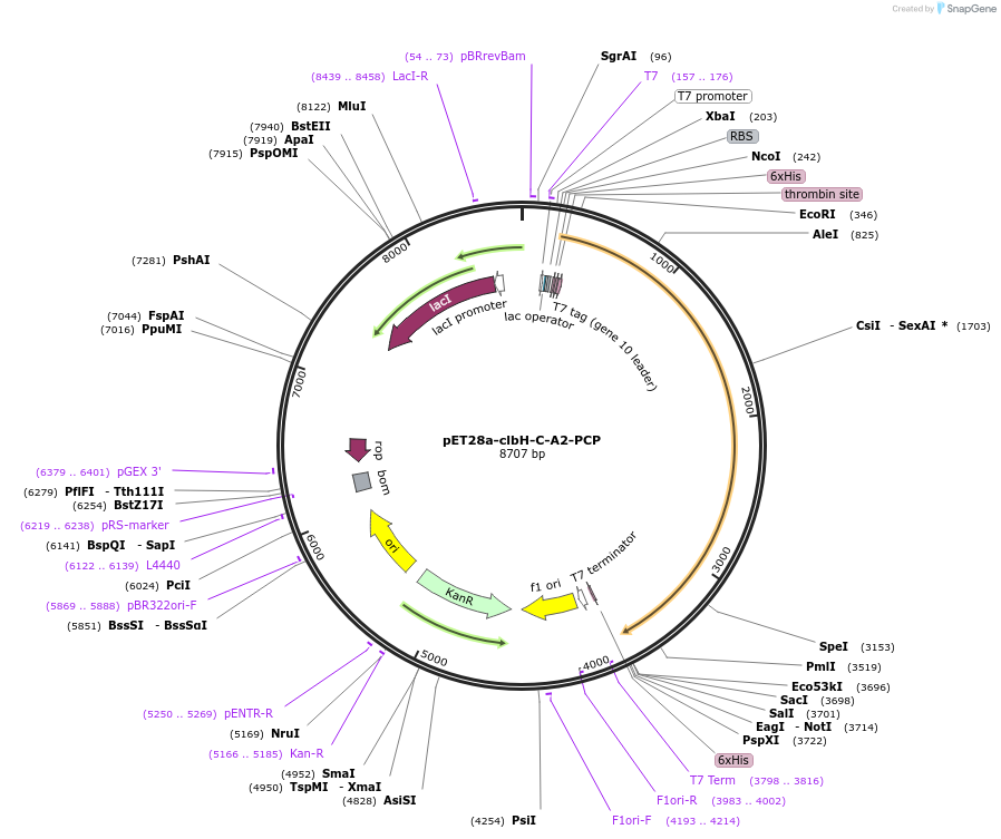 114157-plasmid-map-sequence-id-227349