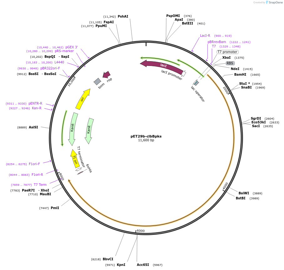 114154-plasmid-map-sequence-id-227350