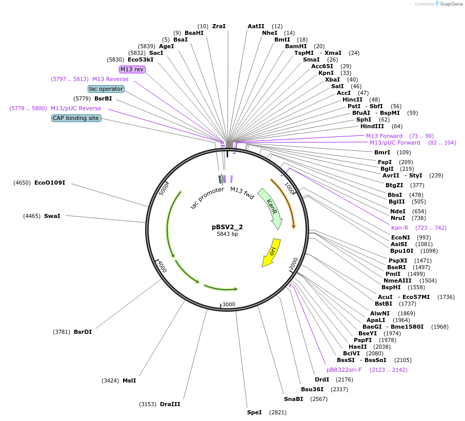 118226-plasmid-map-sequence-id-227363