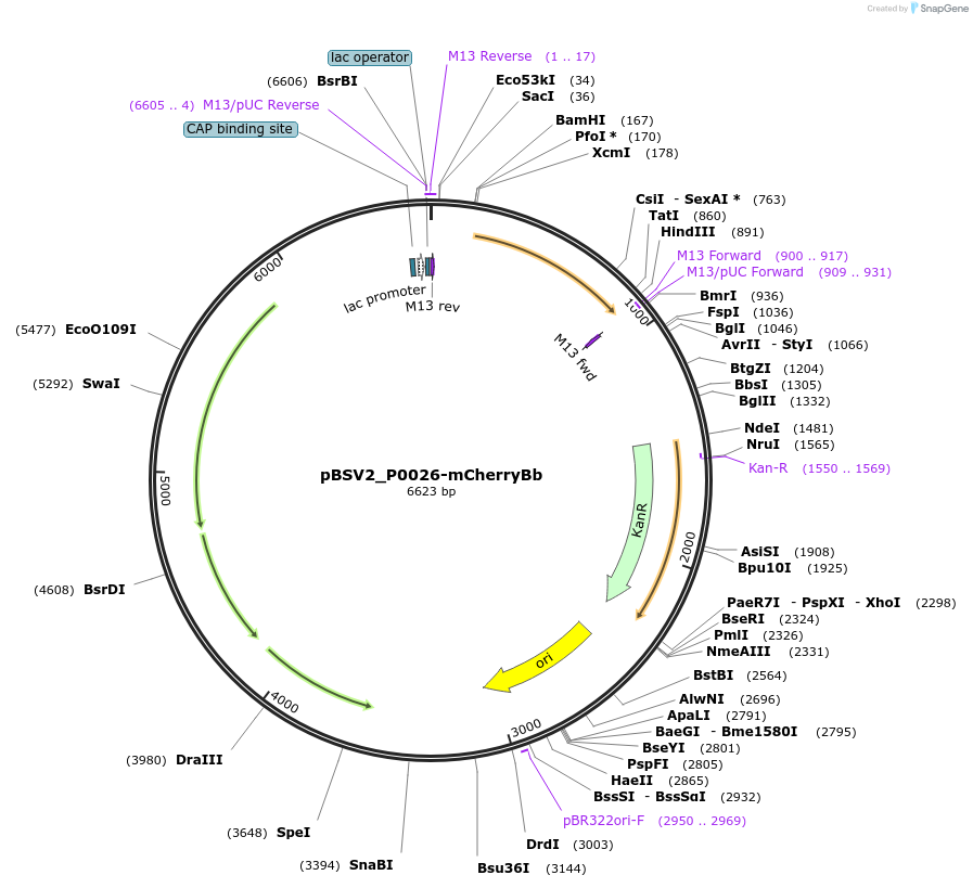 118239-plasmid-map-sequence-id-227364