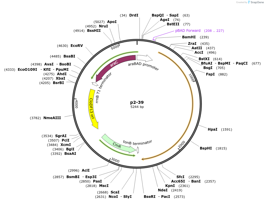 118086-plasmid-map-sequence-id-227369