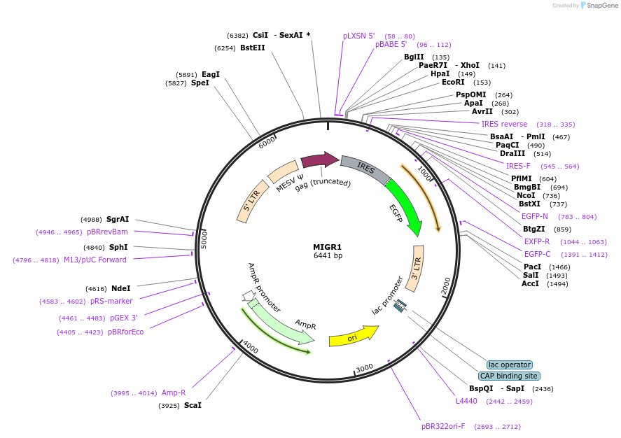 27490-plasmid-map-sequence-id-227417