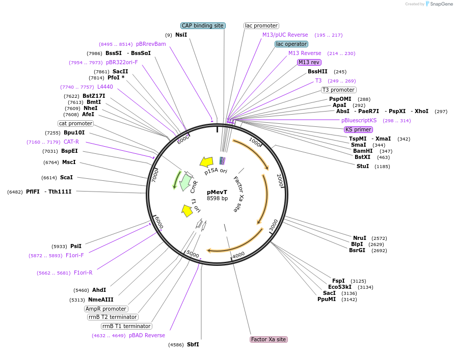 17815-plasmid-map-sequence-id-227424