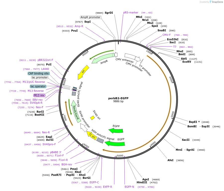 39321-plasmid-map-sequence-id-227425