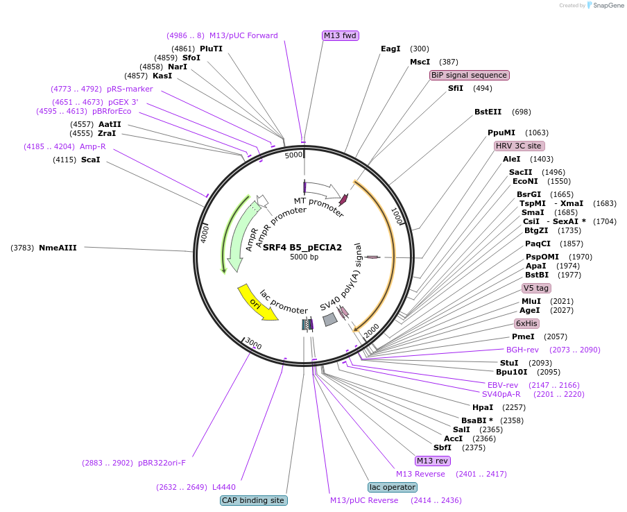 115030-plasmid-map-sequence-id-227454