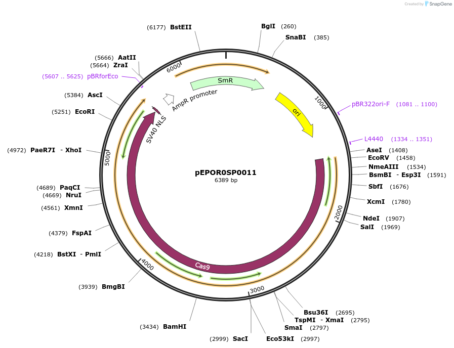 117530-plasmid-map-sequence-id-227456