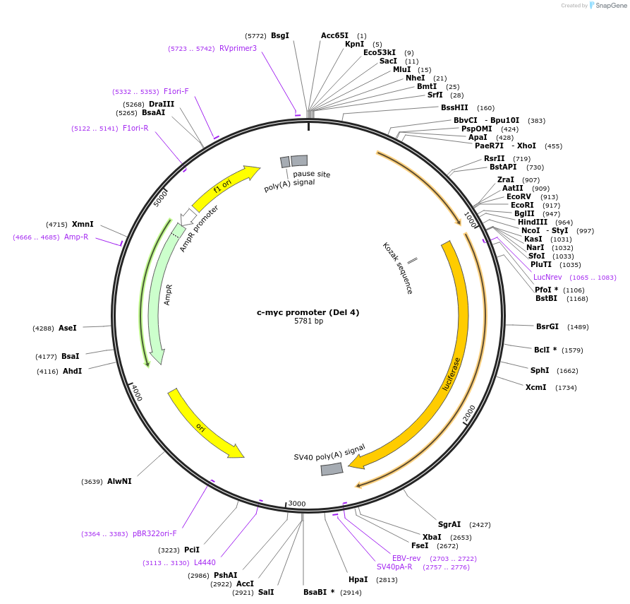 16604-plasmid-map-sequence-id-227462
