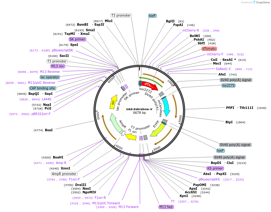 118218-plasmid-map-sequence-id-227463