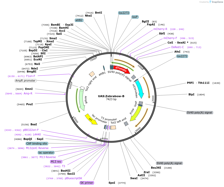 118216-plasmid-map-sequence-id-227466