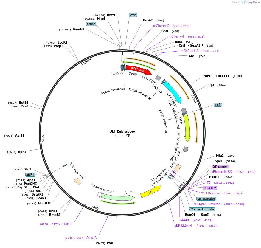 118219-plasmid-map-sequence-id-227468