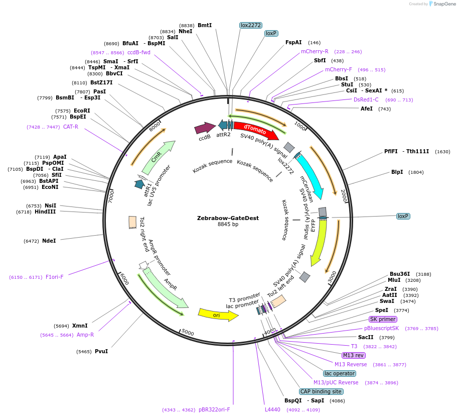118221-plasmid-map-sequence-id-227470