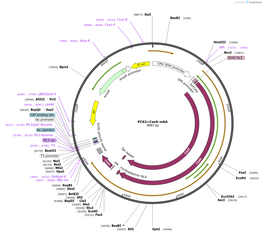 103882-plasmid-map-sequence-id-227473