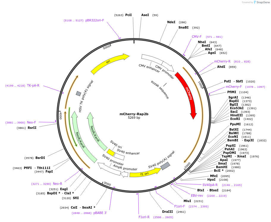 118320-plasmid-map-sequence-id-227477