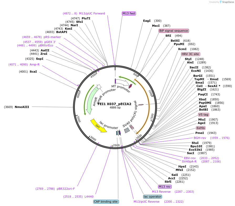 115126-plasmid-map-sequence-id-227497