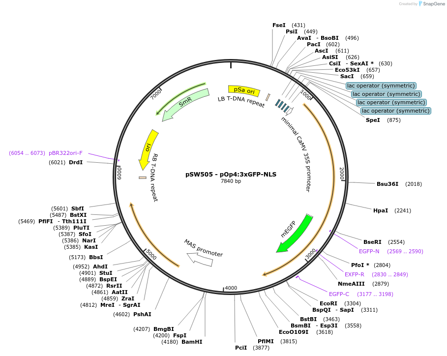 116005-plasmid-map-sequence-id-227514