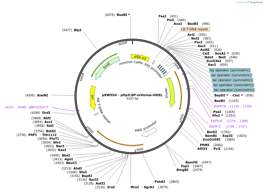 116006-plasmid-map-sequence-id-227518