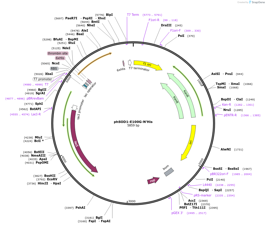 117706-plasmid-map-sequence-id-227528