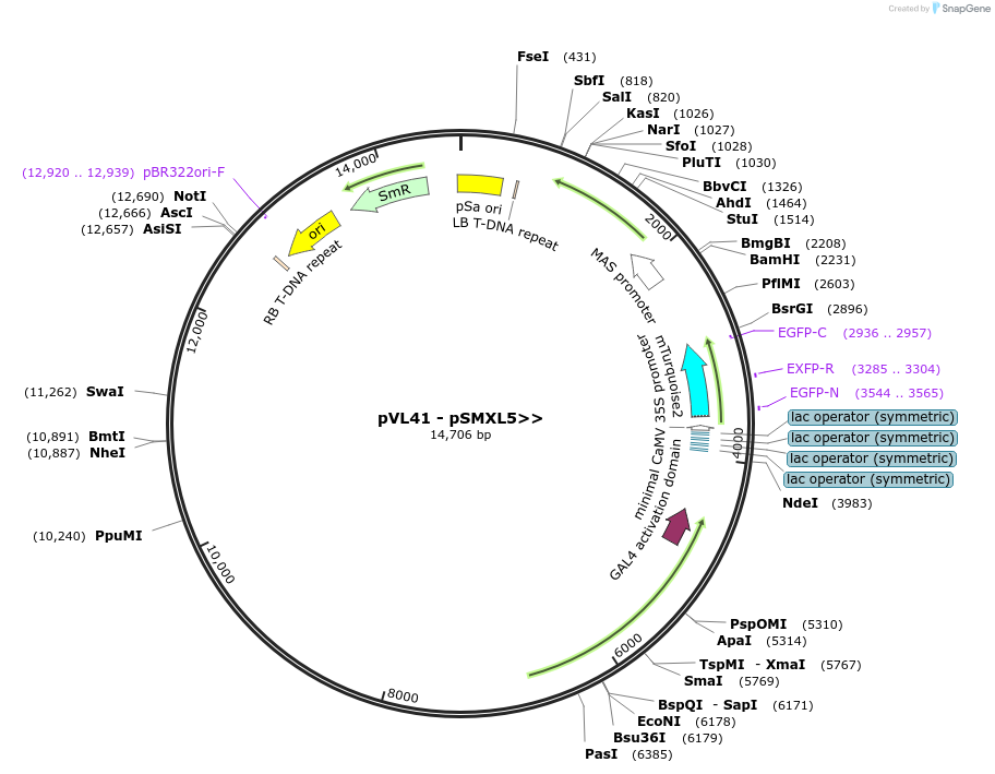 116007-plasmid-map-sequence-id-227530