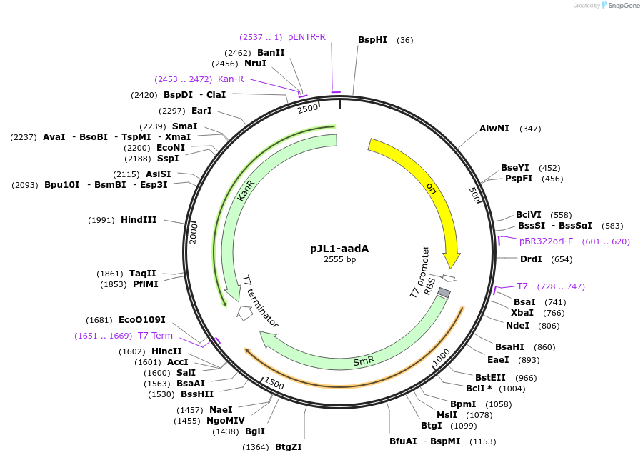 117050-plasmid-map-sequence-id-227536