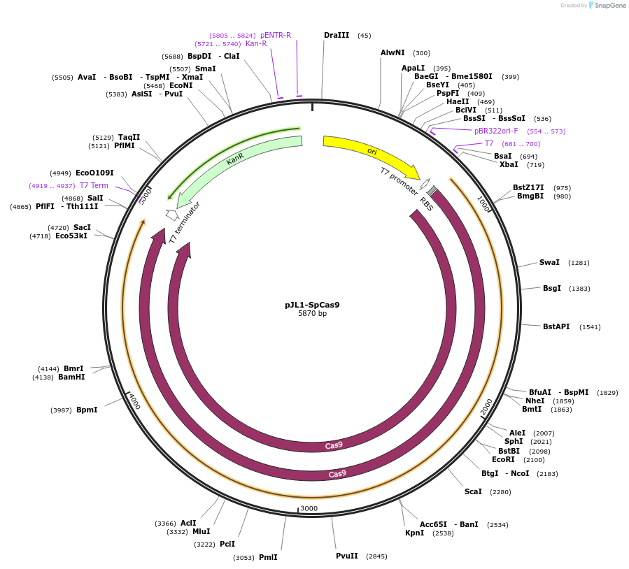 117051-plasmid-map-sequence-id-227538