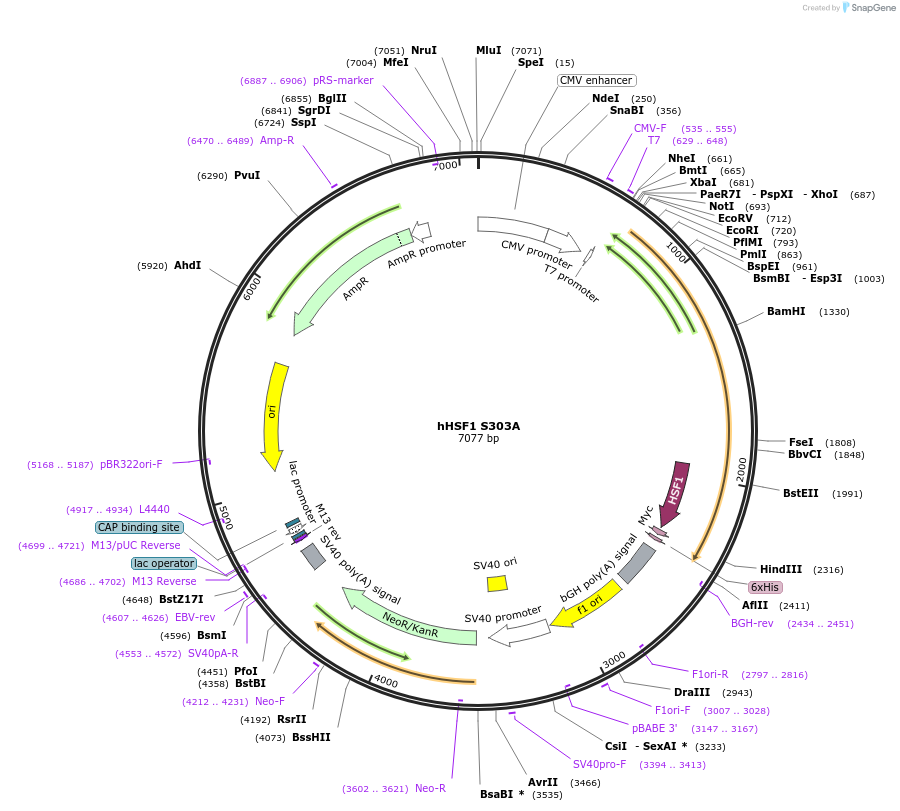 118363-plasmid-map-sequence-id-227540