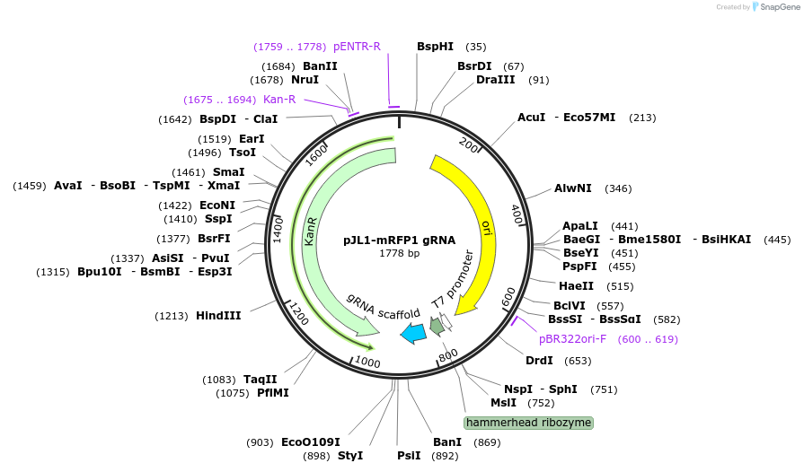 117052-plasmid-map-sequence-id-227542