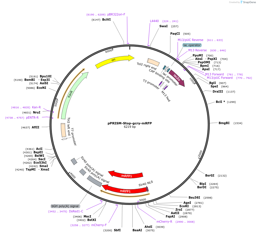 117772-plasmid-map-sequence-id-227543