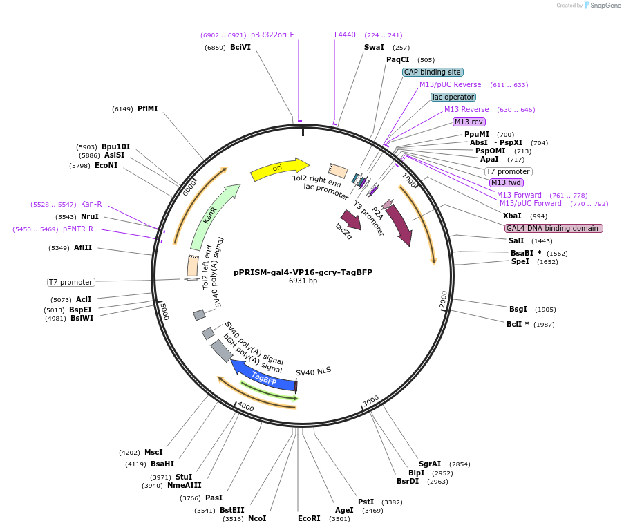 117777-plasmid-map-sequence-id-227652