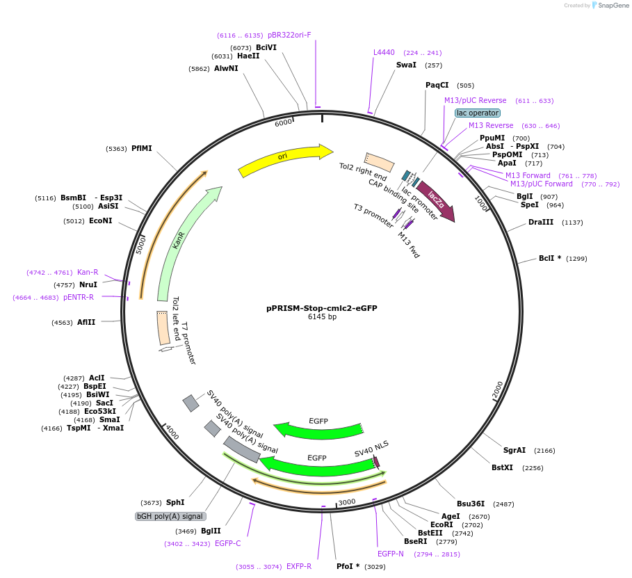 117776-plasmid-map-sequence-id-227654