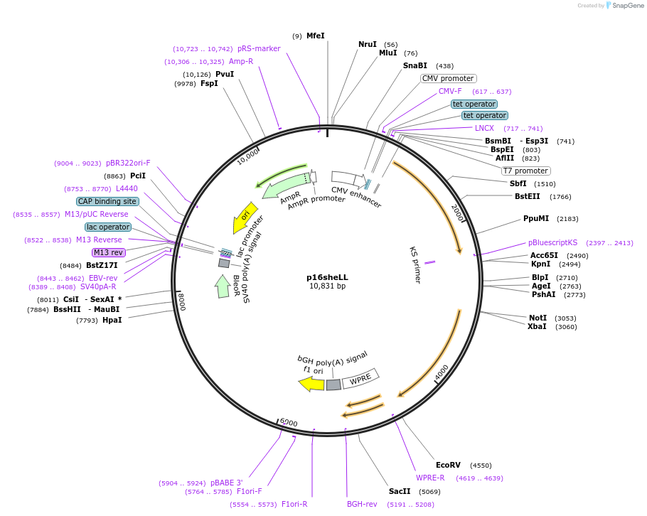 37320-plasmid-map-sequence-id-227659