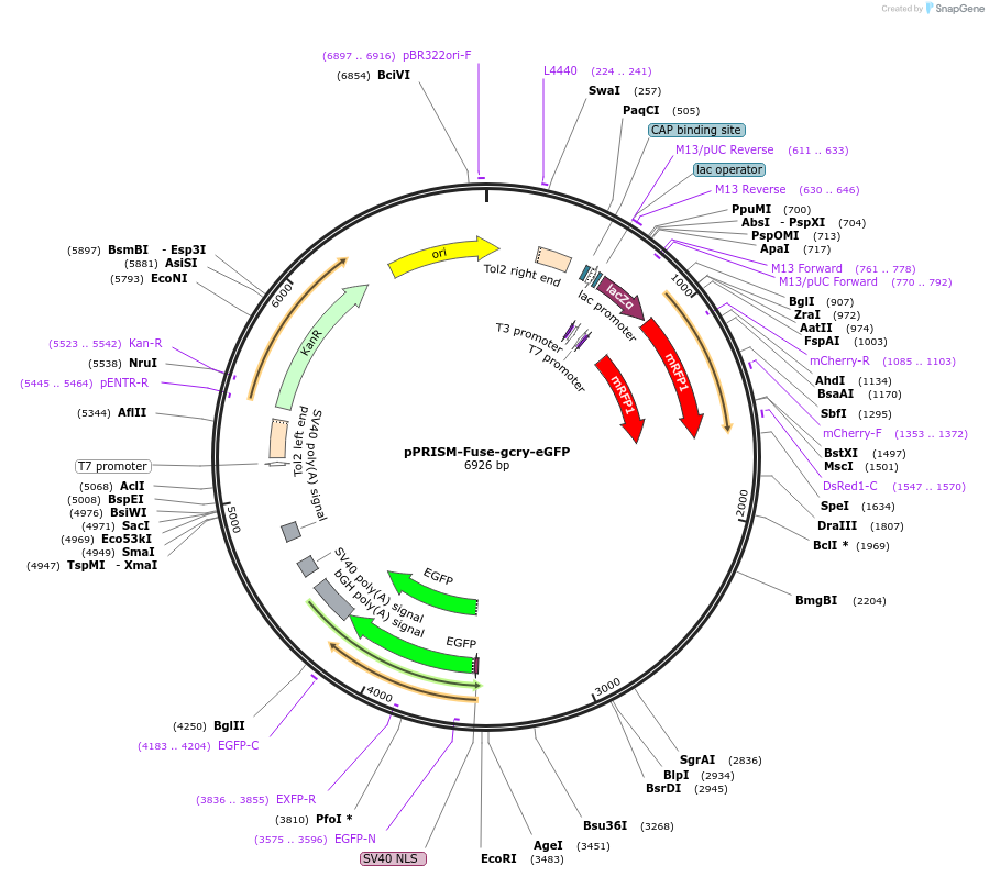 117785-plasmid-map-sequence-id-227666