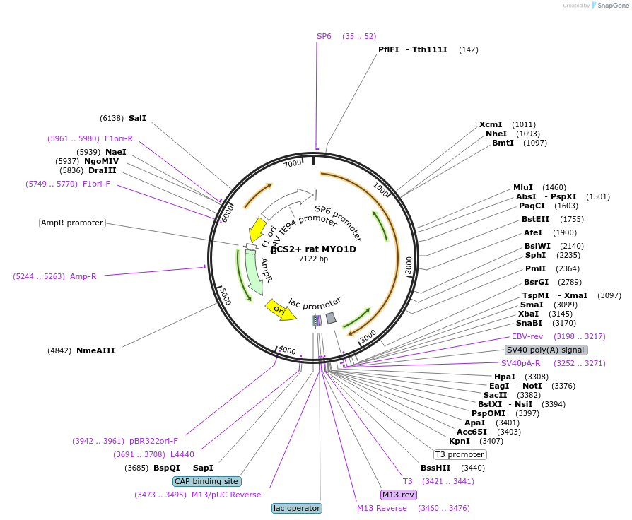 118419-plasmid-map-sequence-id-227668