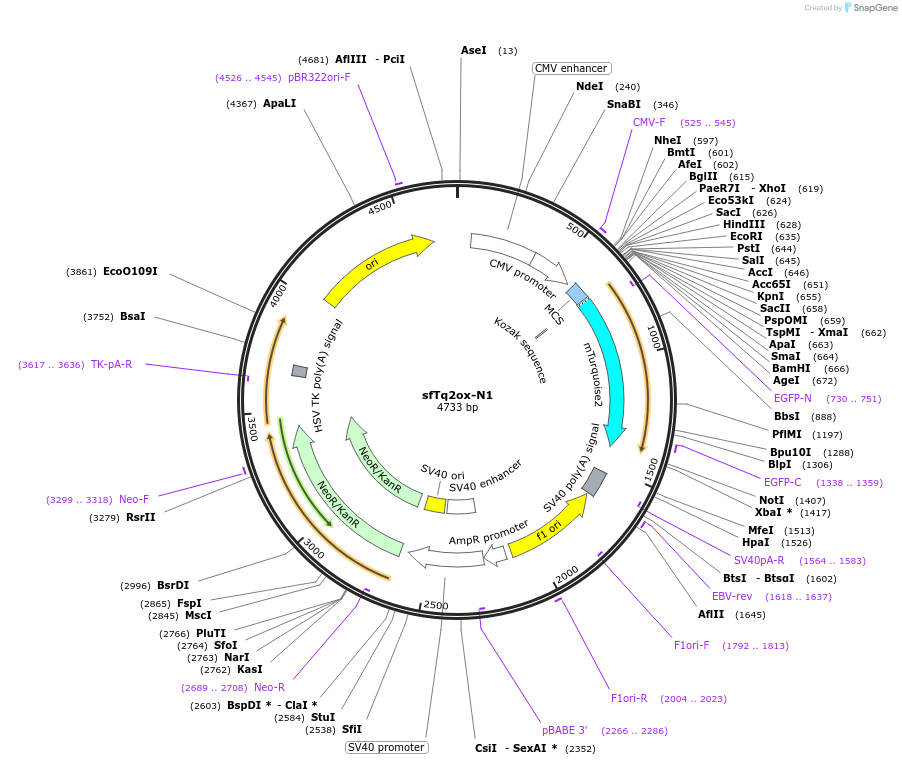 117930-plasmid-map-sequence-id-227670