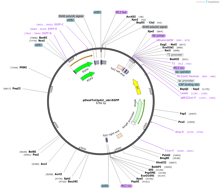 27323-plasmid-map-sequence-id-227691