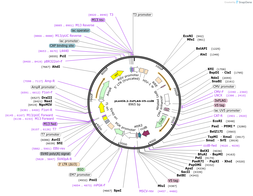 87072-plasmid-map-sequence-id-227699