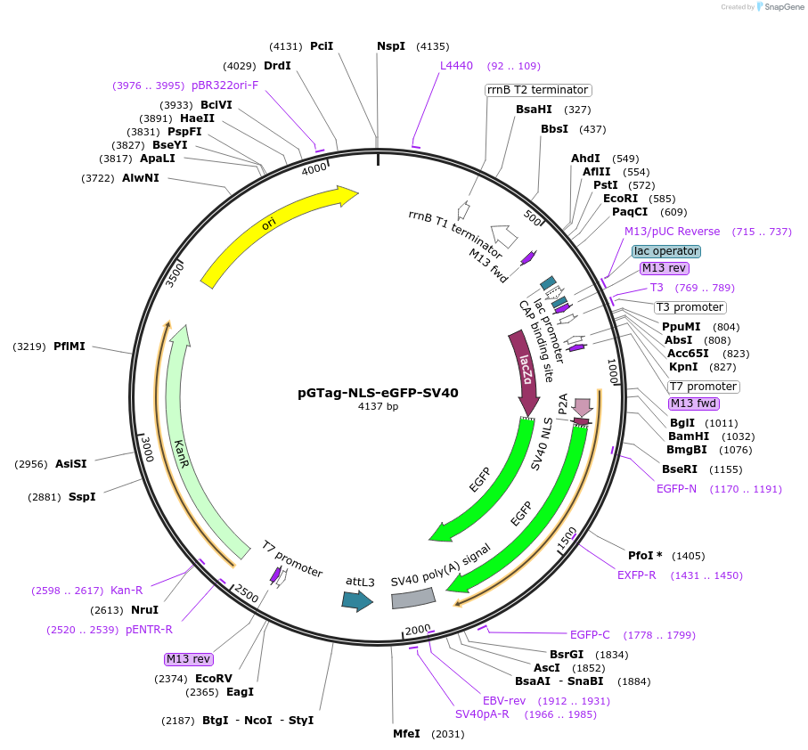 117811-plasmid-map-sequence-id-227721