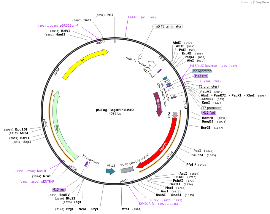 117807-plasmid-map-sequence-id-227742