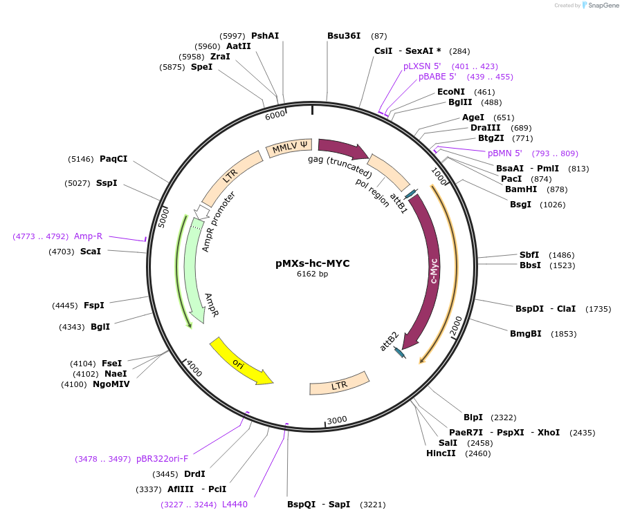 17220-plasmid-map-sequence-id-227750