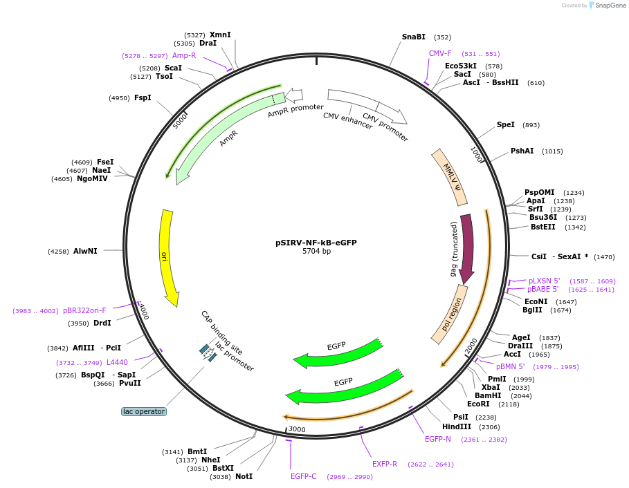 118093-plasmid-map-sequence-id-227752