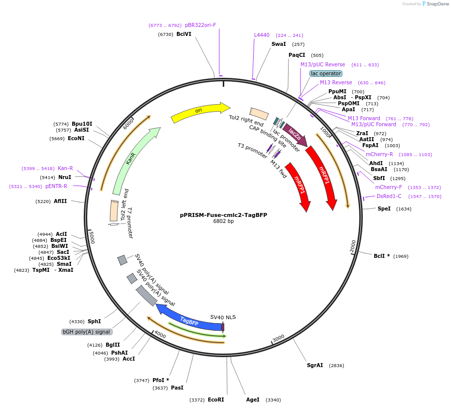 117786-plasmid-map-sequence-id-227757