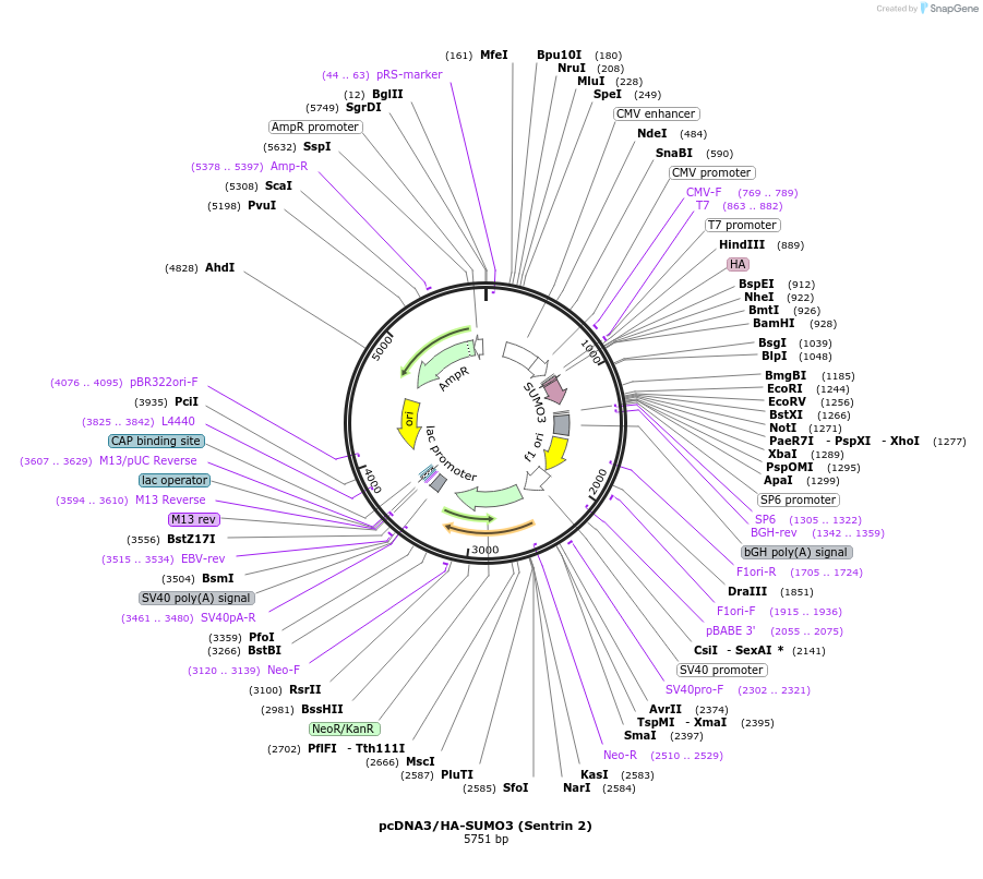 17361-plasmid-map-sequence-id-227758