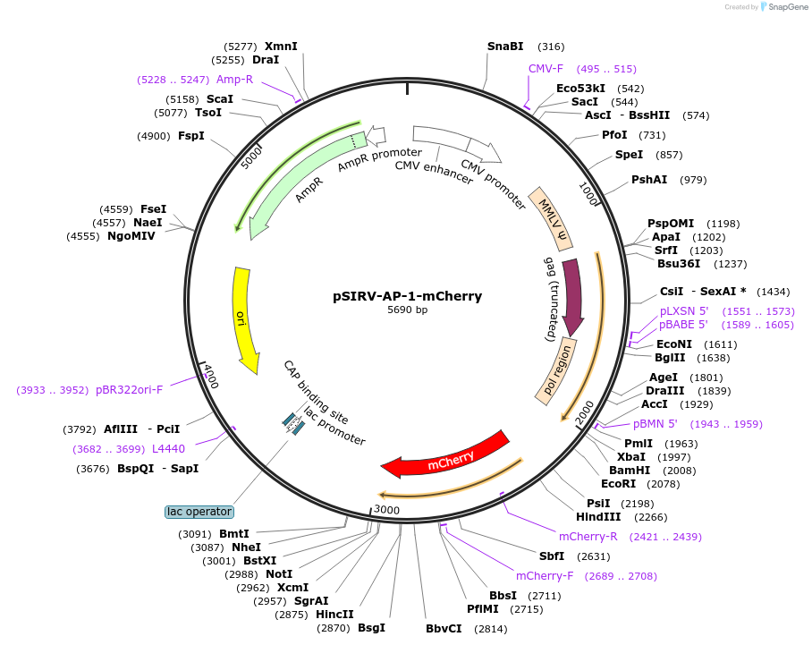 118095-plasmid-map-sequence-id-227759