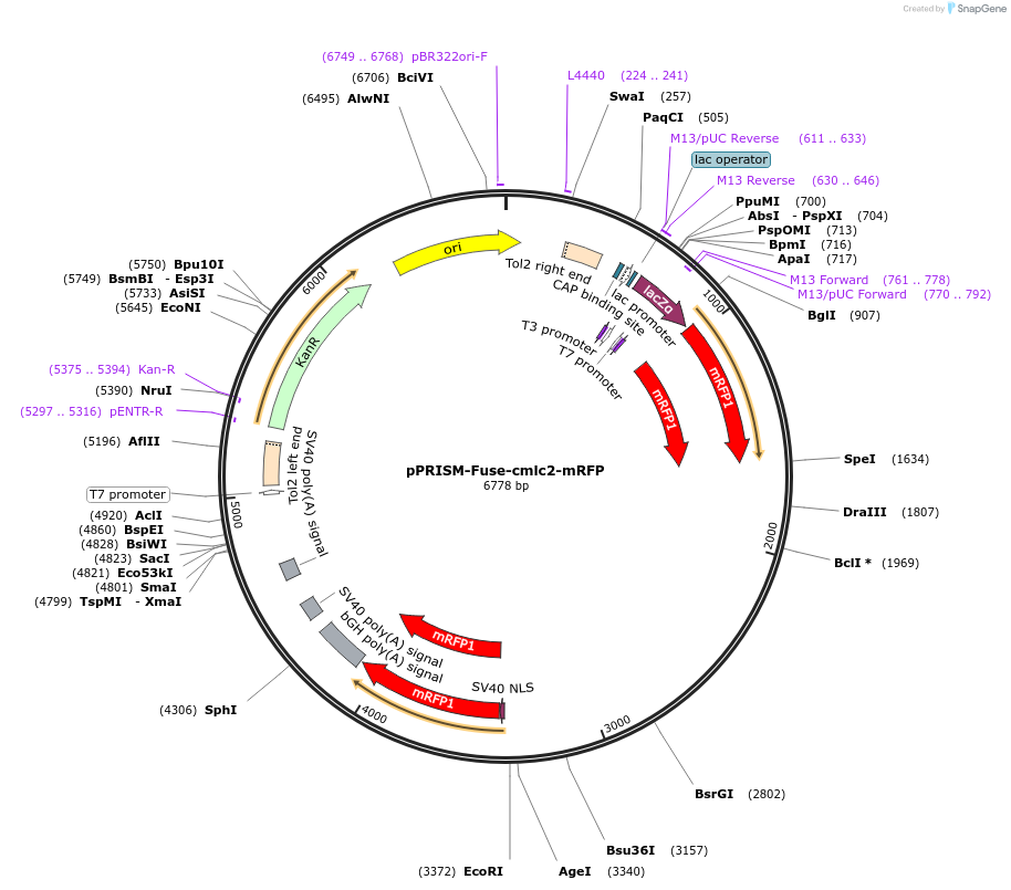 117787-plasmid-map-sequence-id-227760