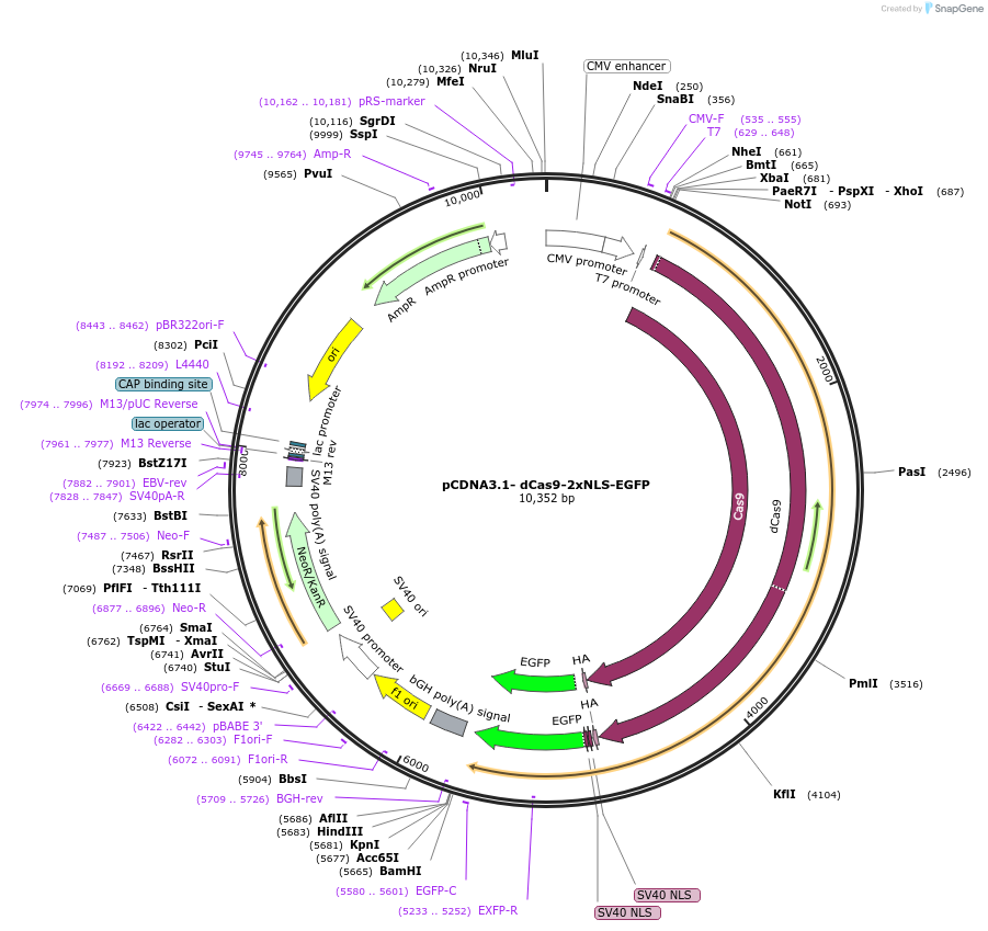74710-plasmid-map-sequence-id-227761