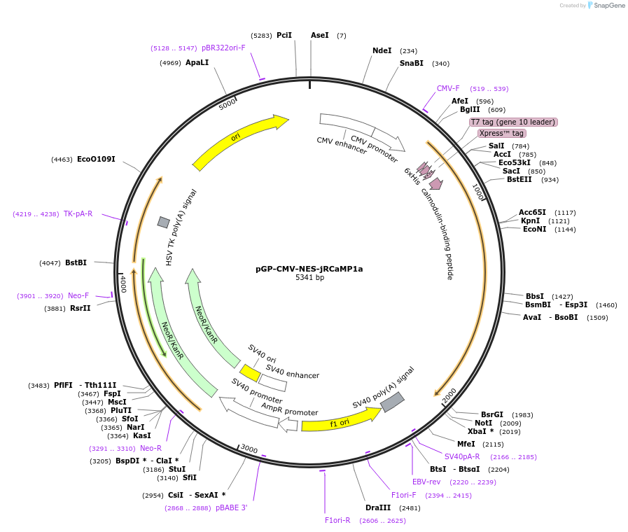 61562-plasmid-map-sequence-id-227771