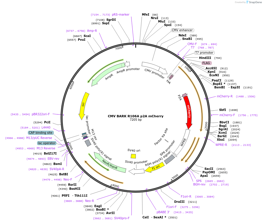 117688-plasmid-map-sequence-id-227774