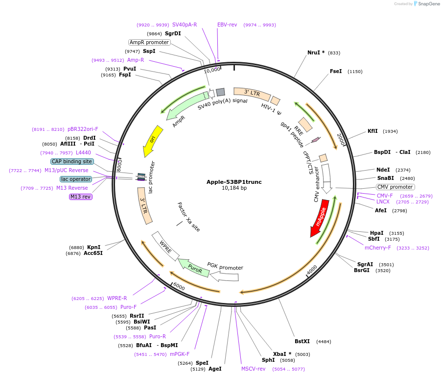69531-plasmid-map-sequence-id-227775