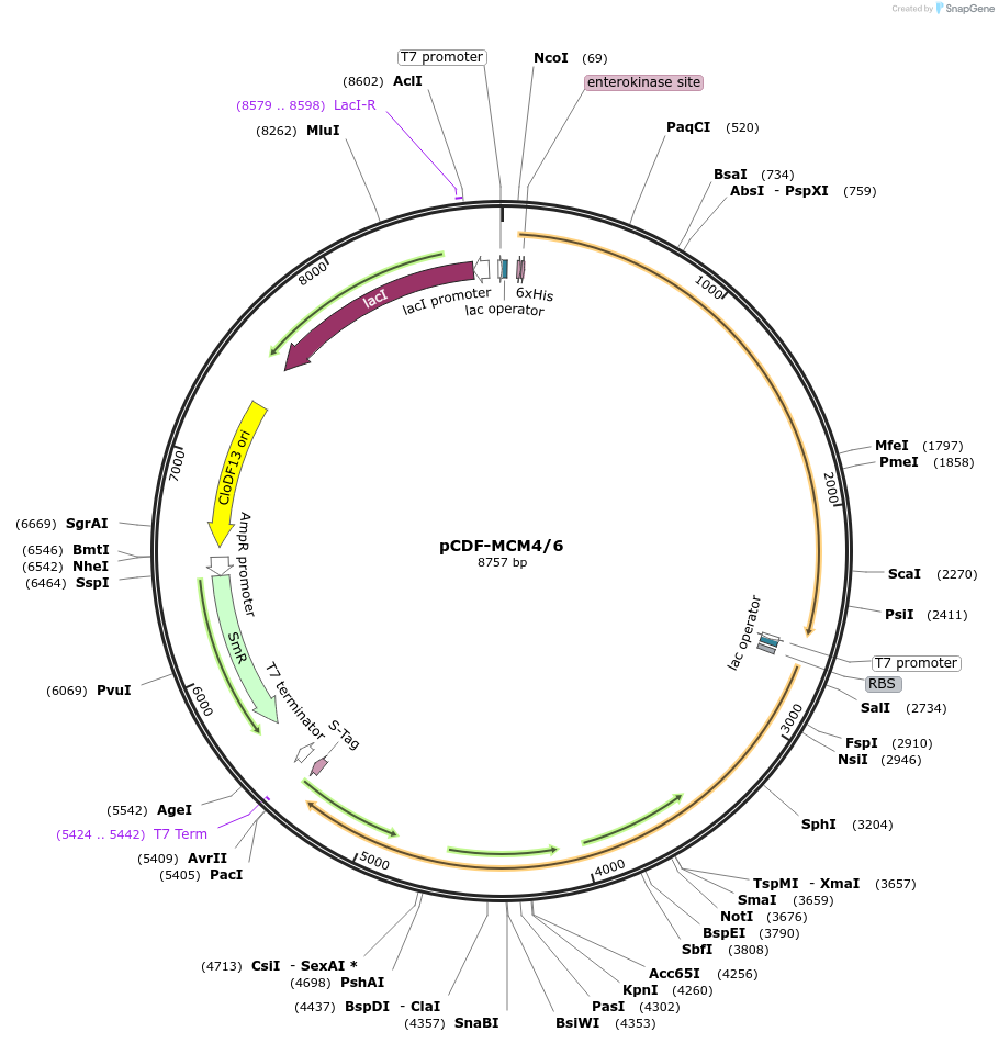 116951-plasmid-map-sequence-id-227777