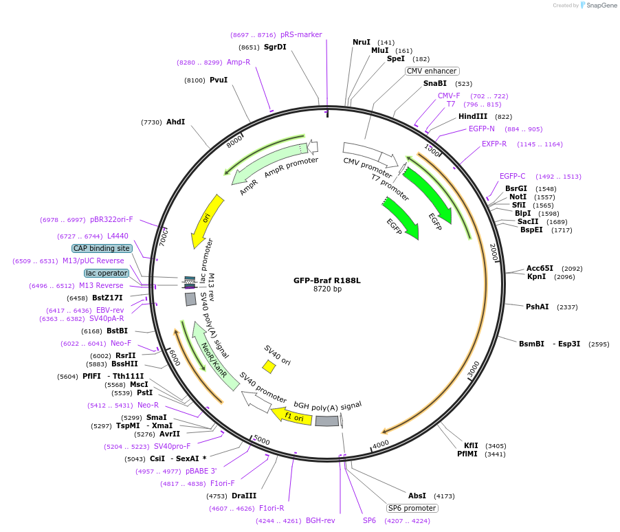 118330-plasmid-map-sequence-id-227789