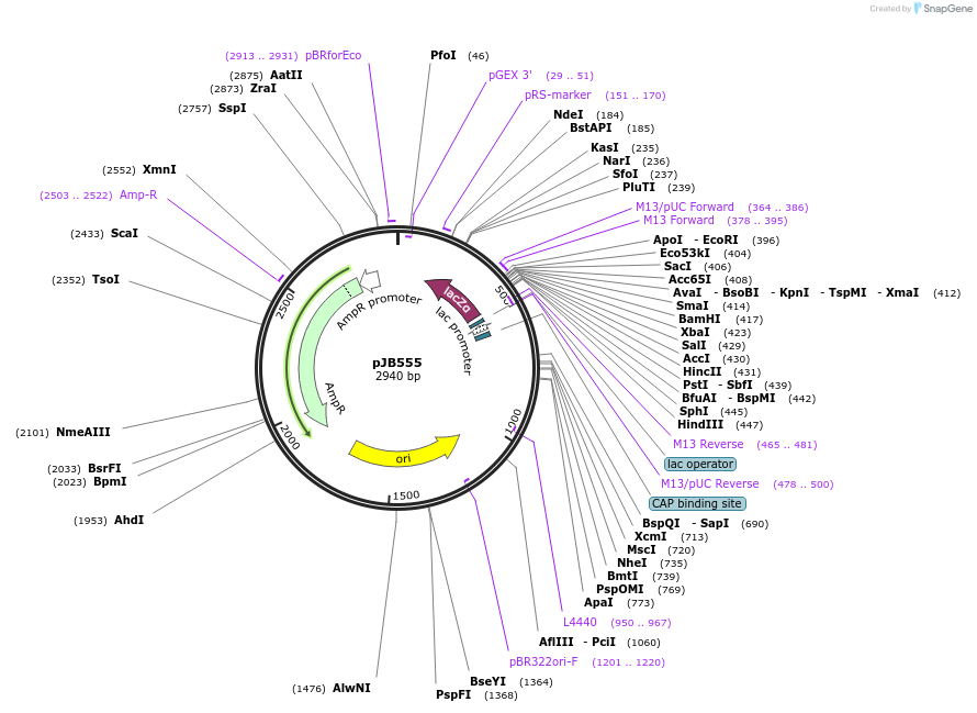 115965-plasmid-map-sequence-id-227793